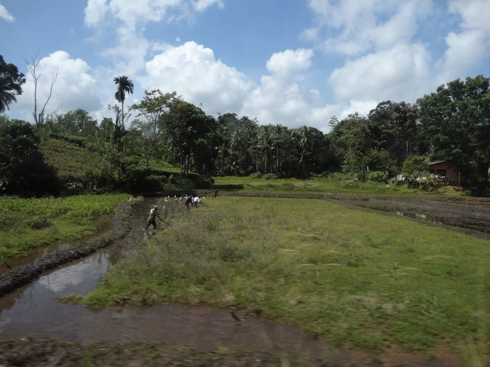 Rice fields in Sri Lanka