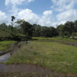 Rice fields in Sri Lanka