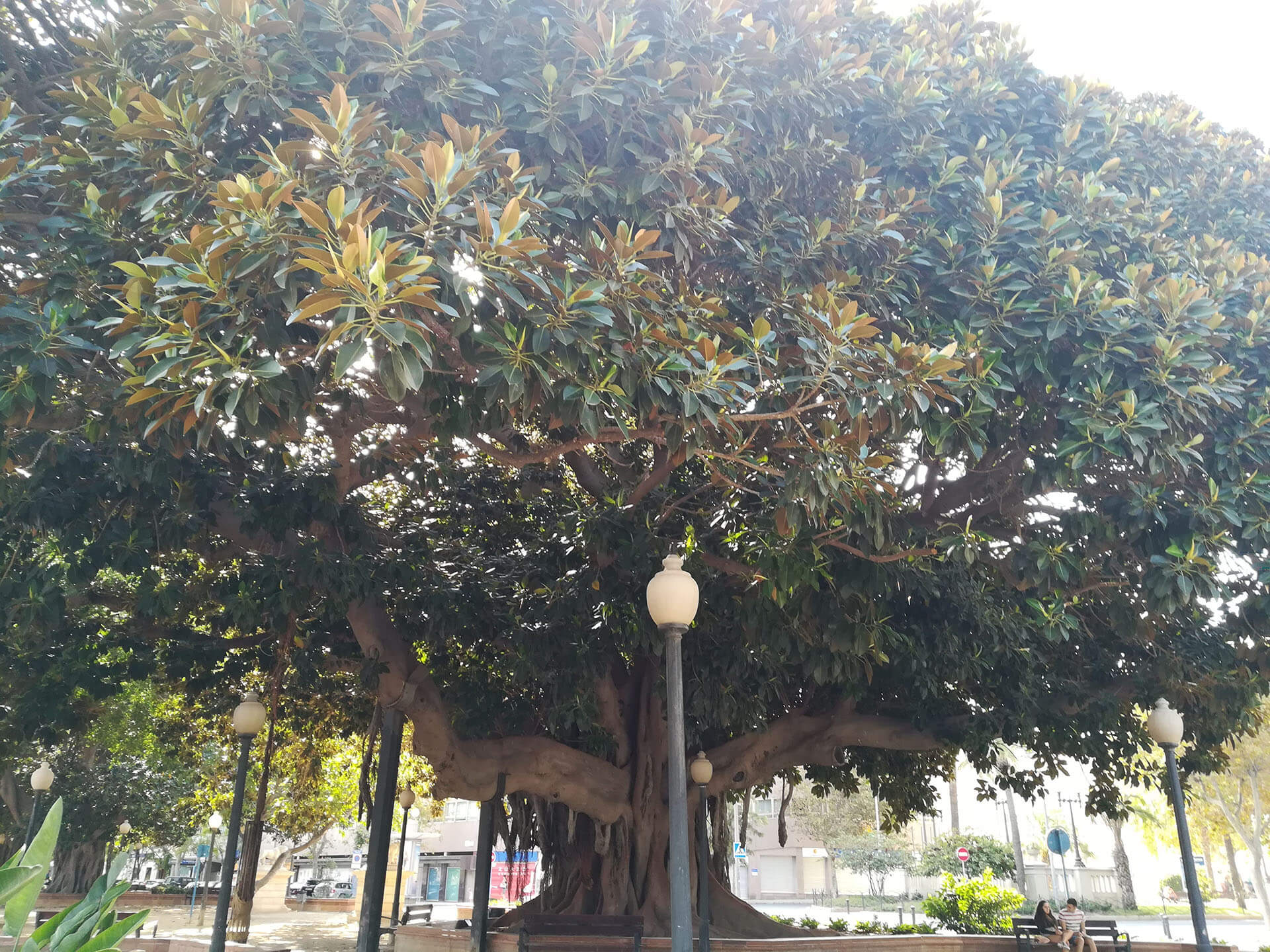  Huge old trees in the park in Alicante